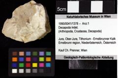 Foto (Objket + Etiketten) von Decapoda indet. 